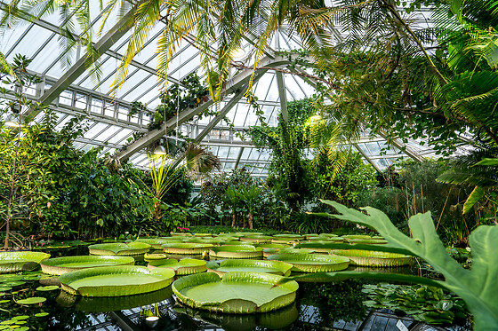 Plantentuin Meise - photo 1