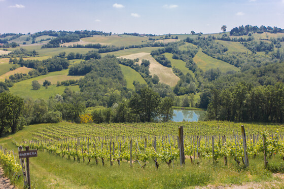 Cantina Il Poggio - photo 2