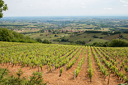 Mobilboard Beaujolais