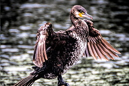 Virgile Photo Passion