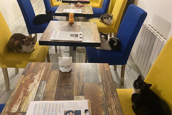 Troyes petits chats - photo 1