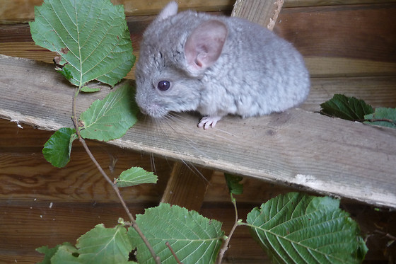 Parc animalier d'Ecouves - photo 3