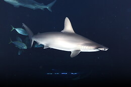 Aquarium de Paris