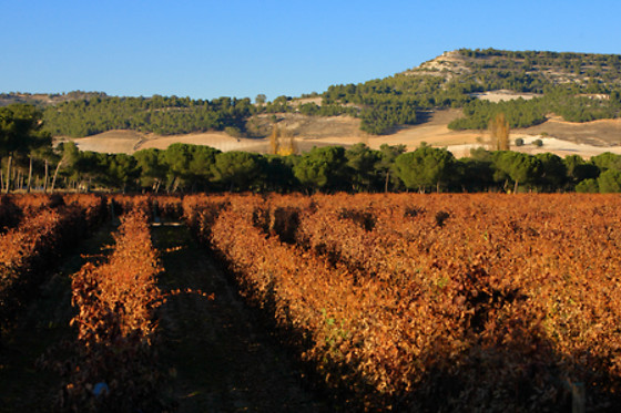 BODEGA FINCA VILLACRECES & BODEGA IZADI - photo 23