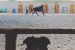 QUINTINHA PEDAGÓGICA DE CANELAS | CENTRO EQUESTRE COUTO PEREIRA