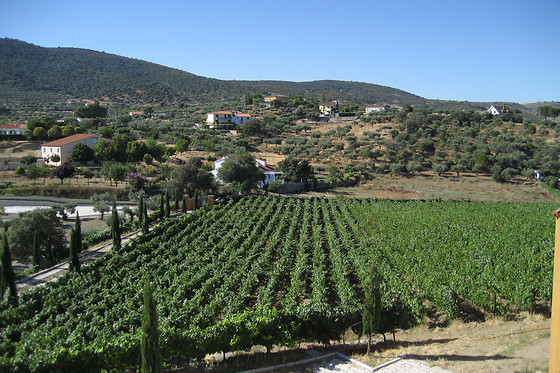 BODEGAS CAÑALVA - photo 5