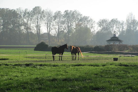 Huize Weltevree - photo 6