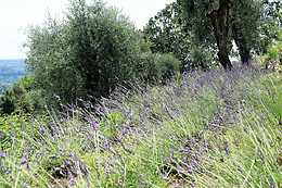 La Bastide Isnard