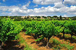 BODEGA PIEDRA