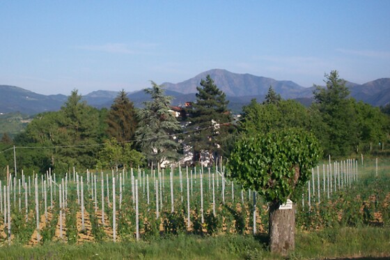 Bio Azienda Agricola Cascina Boccaccio - photo 8
