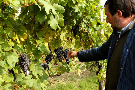 Antichi Vigneti di Cantalupo - photo 1