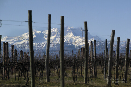 Antichi Vigneti di Cantalupo - photo 15