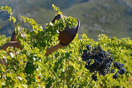 Domaine Virgile Joly et Cie