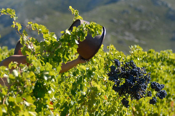 Domaine Virgile Joly et Cie - photo 1