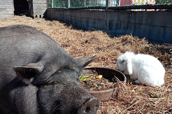 CASA DAS PALMEIRAS - photo 7