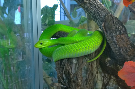 Planet Exotica - photo 0