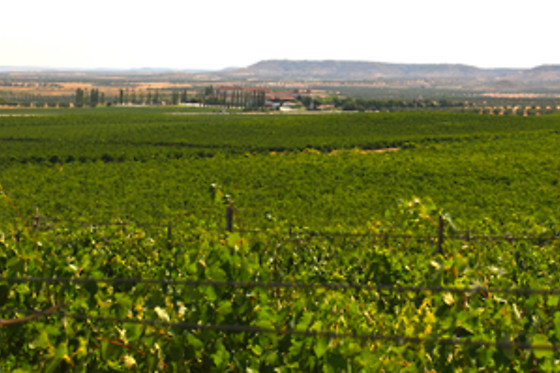BODEGAS Y VIÑEDOS CASA DEL VALLE - photo 13