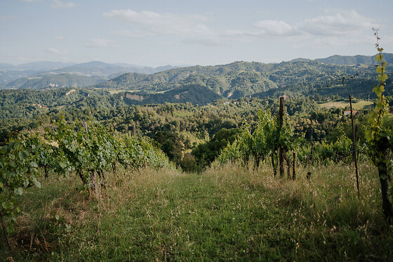 Caccianemici - photo 3