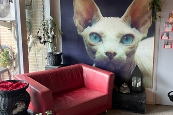 The Coffee Cat - photo 4