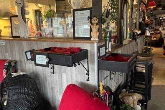 The Coffee Cat - photo 8