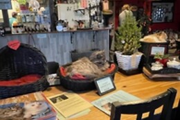 The Coffee Cat