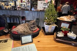 The Coffee Cat