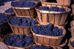 BODEGAS Y VIÑEDOS CASA DEL VALLE